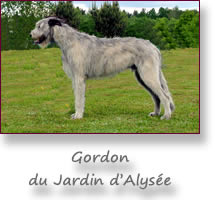 Gordon du Jardin d'Alysée