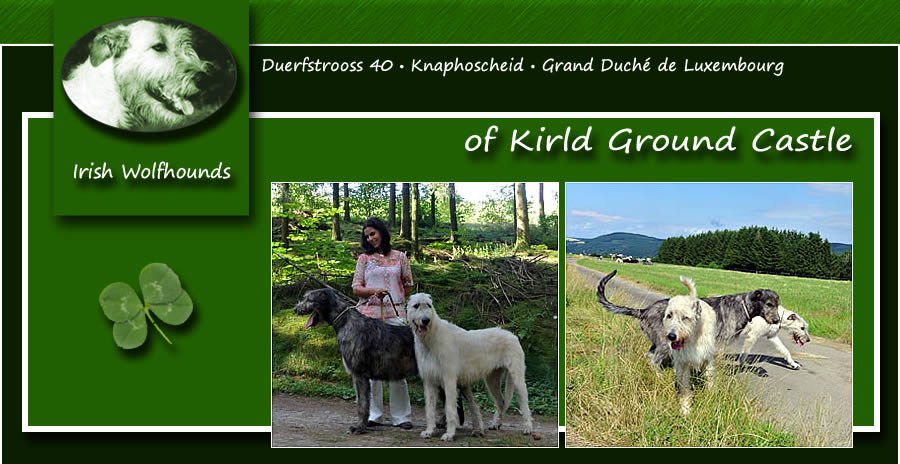 Kirld Ground Castle Irish Wolfhounds