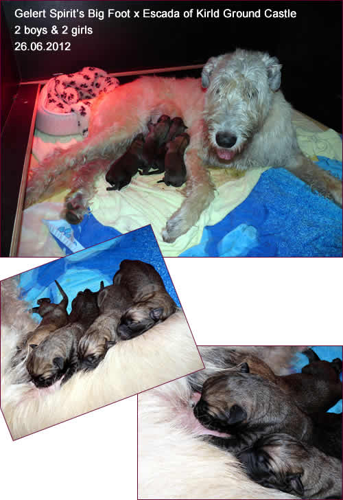 « J » - 2 boys & 2 girls - 26.06.2012
Gelert Spirit's Big Foot x Escada of Kirld Ground Castle