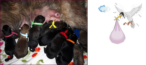 Puppies born in Sweden out of Heartbreaker of Kirld Ground Castle & Fastfoot's Summer Savory, 4 boys and 4 girls.