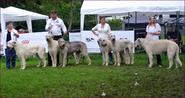 Eleanor of Our Valley with offspring: Haily, Howard Hughes, Irish Dream, Kylam, Keggy (OKGC)