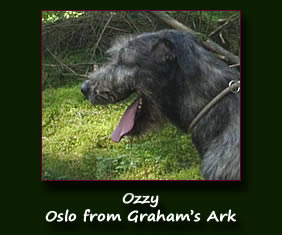 Oslo from Graham's Ark