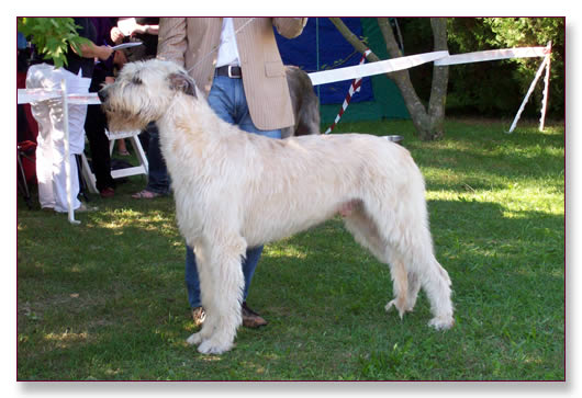 Gelert Spirit's Big Foot