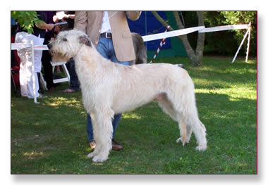 Gelert Spirit's Big Foot