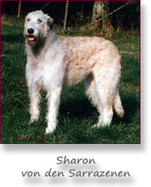 Sharon von den Sarrazenen